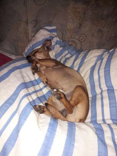Chihuahua mit im Bett schlafen lassen?-Beitrag-Bild