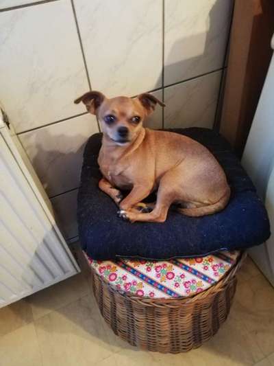 Wo sind die Chihuahua Besitzer ?-Beitrag-Bild