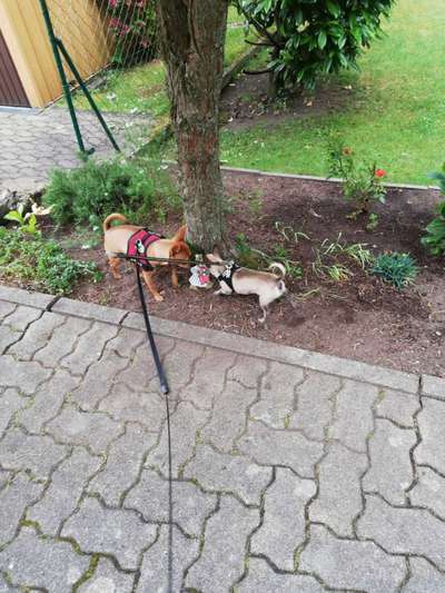 Bester Freund, Hundekumpel - zeigt her!-Beitrag-Bild