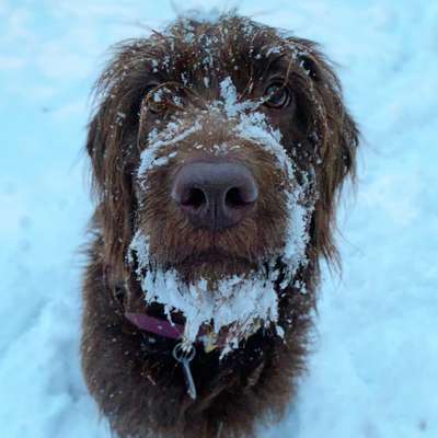 Dogorama Photo Challenge - Es wird nochmal kalt!-Beitrag-Bild