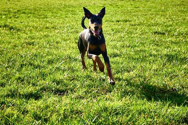 Dobermann Austausch-Beitrag-Bild