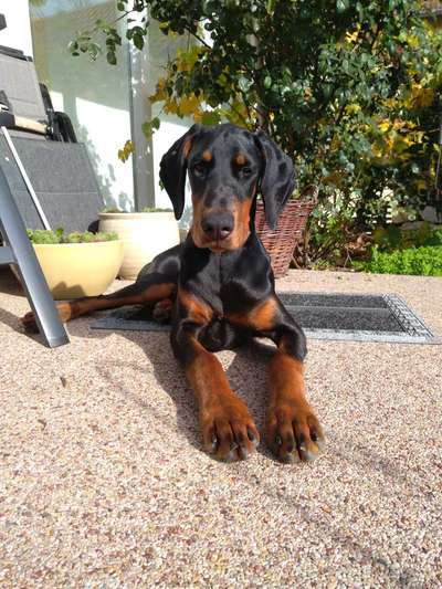 Wo sind hier die Dobermänner-Beitrag-Bild