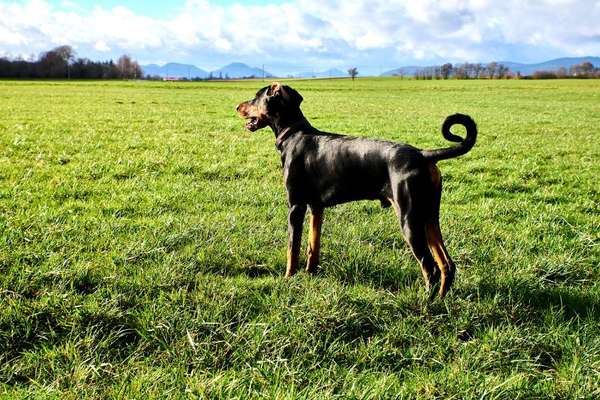 Dobermann Austausch-Beitrag-Bild