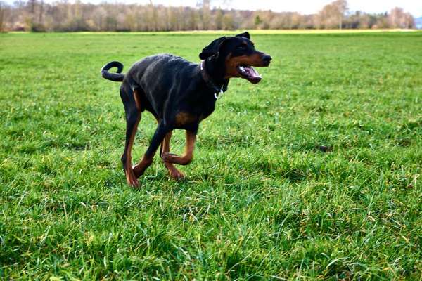 Dobermann Austausch-Beitrag-Bild