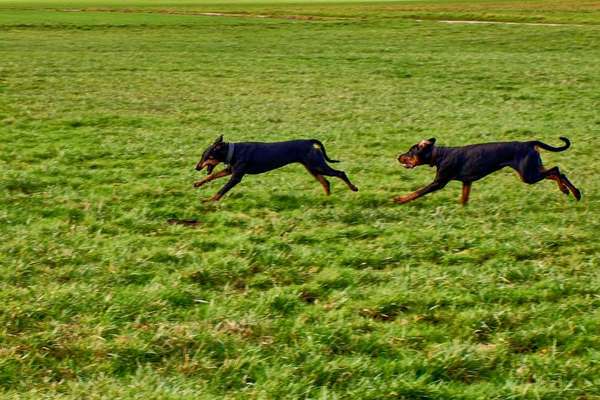 Dobermann Austausch-Beitrag-Bild