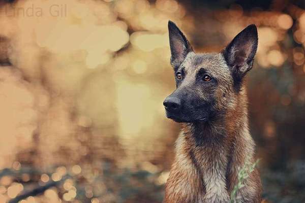 Die Dogorama Kalender Challenge Titelbild-Beitrag-Bild