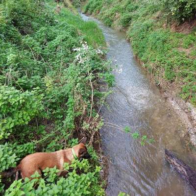 Hundetreffen-Gassirunde in Moosburg-Bild