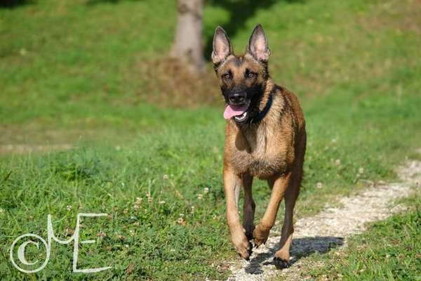 Schäferhund-Beitrag-Bild