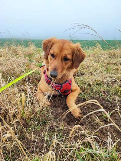 Welchen Hund hast du?-Beitrag-Bild