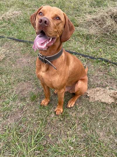 Hundetreffen-Wandern, Gassi gehen und ausgiebig Spielen-Bild