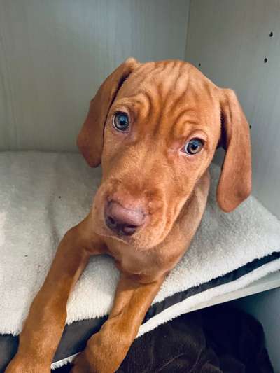 Welpen Bilder !-Beitrag-Bild