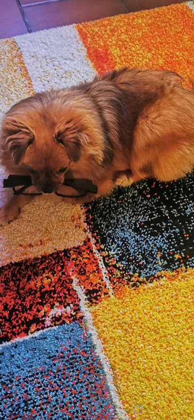 Die Dogorama Wochen Challenge-Beitrag-Bild