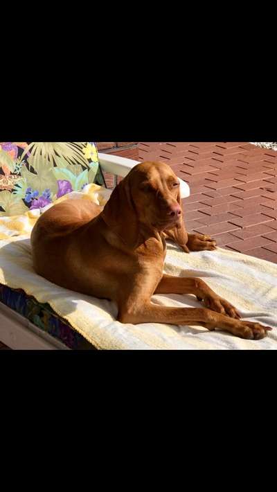 Dogorama Photo Challenge - Der Frühling kommt-Beitrag-Bild