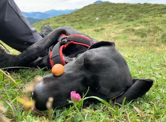 Fotowettbewerb Natur-Beitrag-Bild