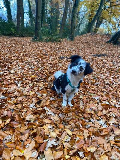 Dogorama Photo Challenge - Der Frühling kommt-Beitrag-Bild