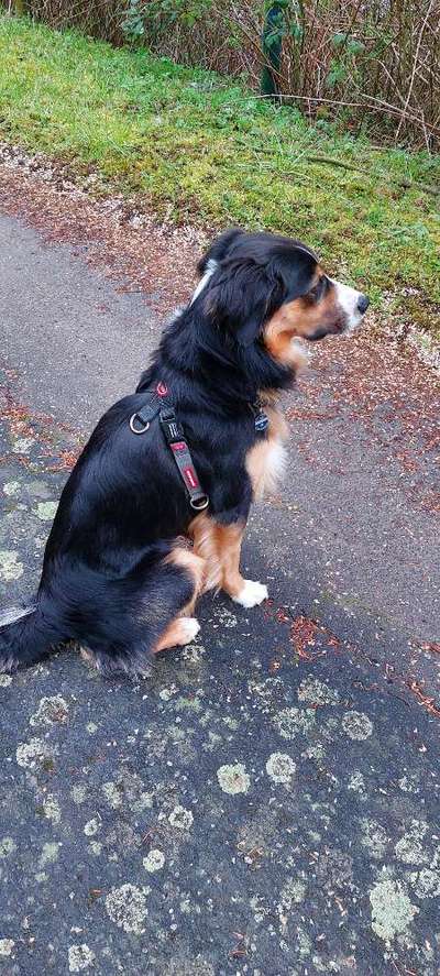 Wie sitzt mein Geschirr?-Beitrag-Bild