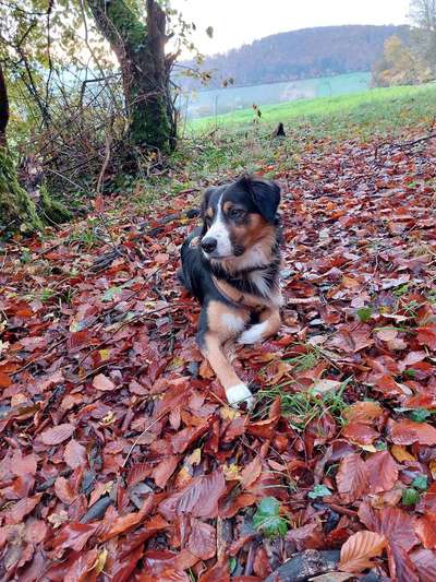 Hundetreffen-Hundebegegnung, spazieren, lernen-Bild