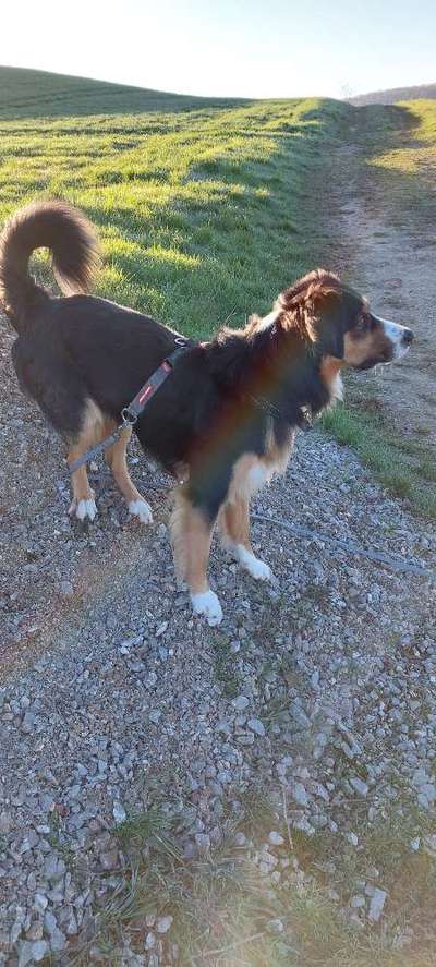 Wie sitzt mein Geschirr?-Beitrag-Bild