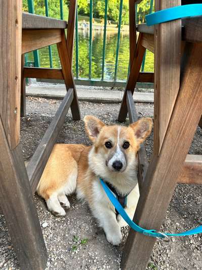 Hundetreffen-Social Walk/ Spielbuddy🐾-Bild