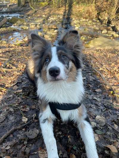 Dogorama Photo Challenge - Der Frühling kommt-Beitrag-Bild