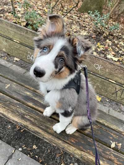 Zeichnungen eurer Hunde-Beitrag-Bild