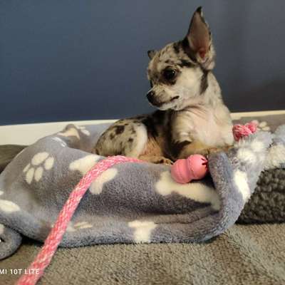 Hundetreffen-Gassi, Spiel und Trainingspartner- kleine Hunde