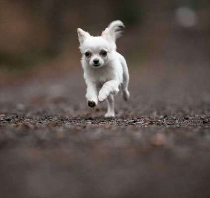 Hundetreffen-Kleinhunde-Treff-Bild