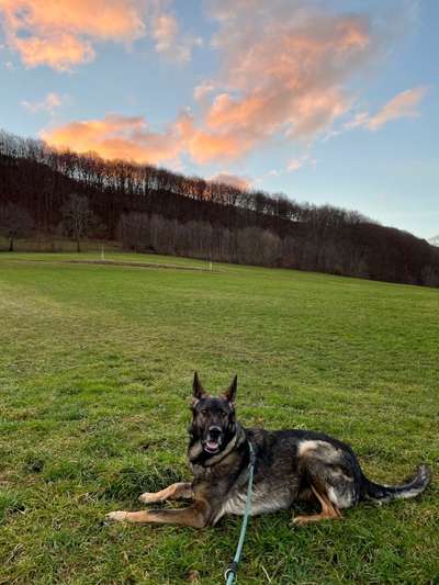 Fotochallenge No. 26                                     Wald und Wiese-Beitrag-Bild