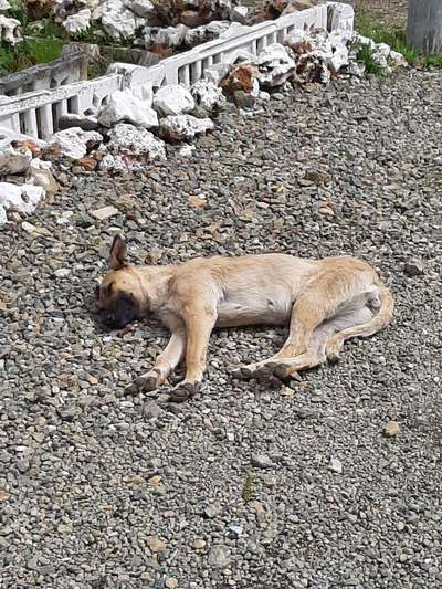 Hundetreffen-Lauffreudige Hunde wie Podenco,Galgo,Wippet oder ähnliche Sorten wie Windhunde-Bild