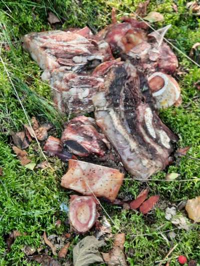 Giftköder-Rohes Fleisch - vergiftet?-Bild
