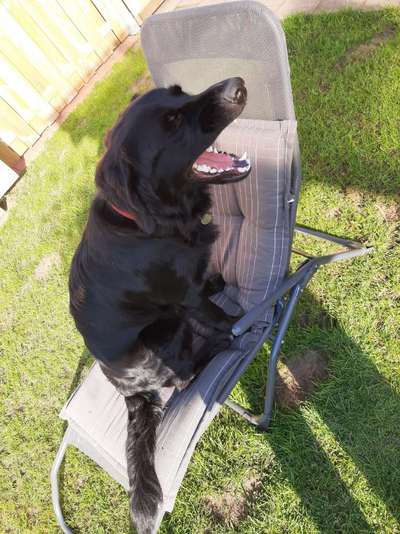 Die Dogorama Kalender Challenge Titelbild-Beitrag-Bild