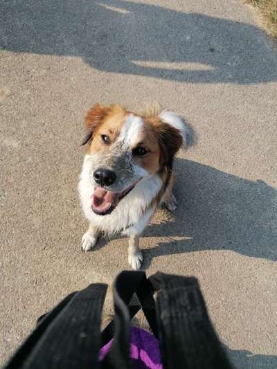 Hundetreffen-Koda sucht neue Hundefreunde 🐾-Bild