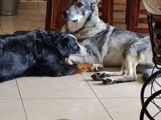 Bester Freund, Hundekumpel - zeigt her!-Beitrag-Bild