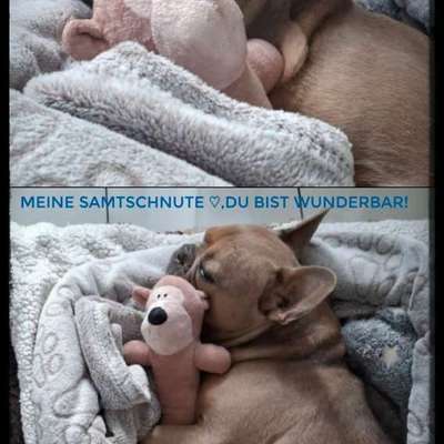 aktuelles Foto Gruppe Französische Bulldogge