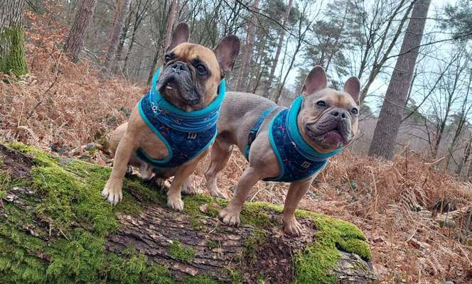 Französische Bulldoggen-Beitrag-Bild