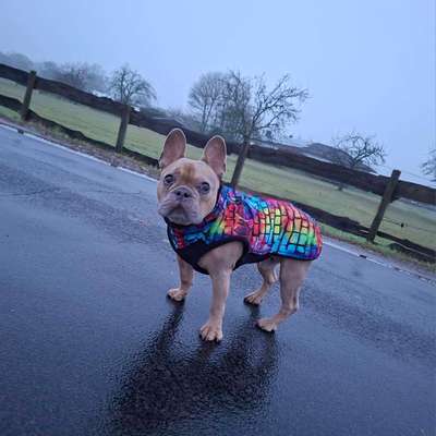 aktuelles Foto Gruppe Französische Bulldogge