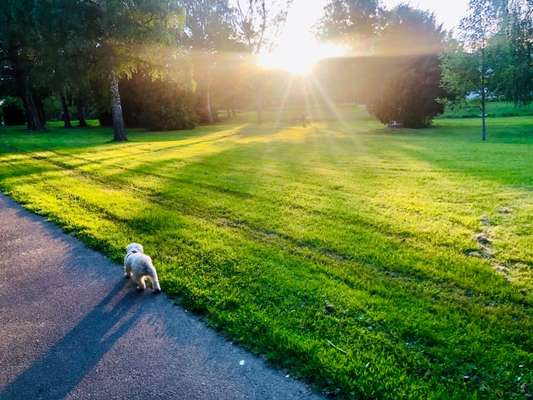 Die Dogorama Wochen Challenge-Beitrag-Bild