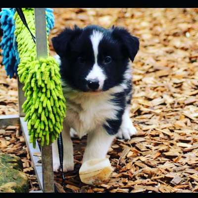 Hundetreffen-Gassirunde für Jung und Alt-Bild