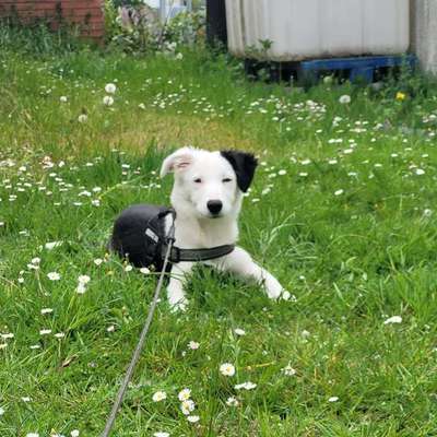 Hundetreffen-Welpentreff-Profilbild