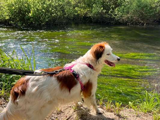 Dogorama Photo Challenge - Zufallsfund beim Gassi-Beitrag-Bild