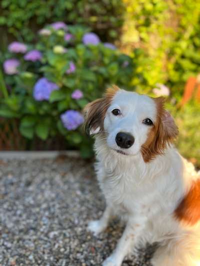 Kooikerhondje-Beitrag-Bild