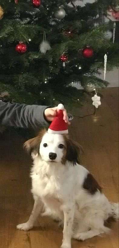 Dogorama Photo Challenge - Weihnachtsbaum-Beitrag-Bild