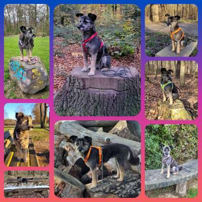 31. Collagen Challenge - Bänke/ Steine /Baumstümpfe-Beitrag-Bild