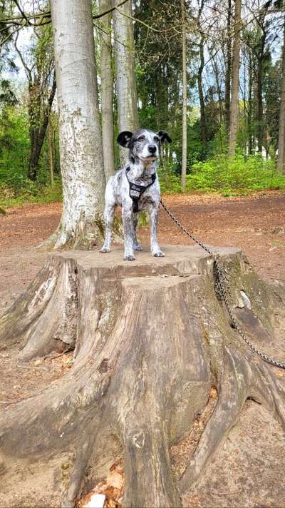 Handy Foto Challenge Nr. 49: Mein Freund der Baum-Beitrag-Bild