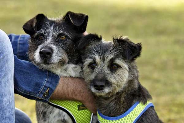 Zeigt mal die schönsten Bilder von euren Hunden !-Beitrag-Bild