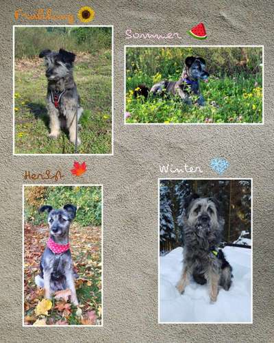 1. Fotochallenge Collagen - 4 Jahreszeiten-Beitrag-Bild