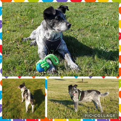 43. Collage Challenge - Schattenspiele-Beitrag-Bild