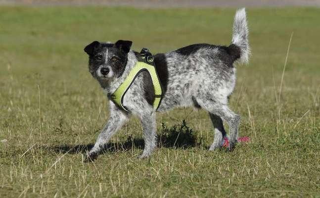Fotochallenge 66 ~ Rennaction -Zeig deinen Hund im Lauf-Beitrag-Bild