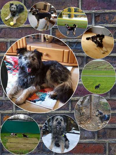 11. Collagen-Challenge
Dein*e Hund*e in verschiedenen Lebensphasen-Beitrag-Bild