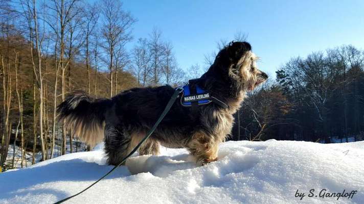 Fotochallenge 61 ~ Schnee-Beitrag-Bild